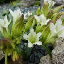 Gentiana Straminea - Img 1