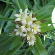 Gentiana Tibetica