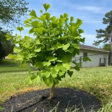 Ginkgo Biloba