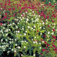 Gomphrena-Gomphrena globosa mix