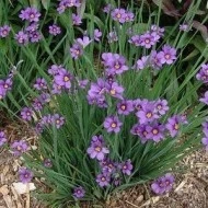 Iarba cu ochi albastri-Sisyrinchium Angustifolium - Img 2