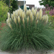Iarba de pampas alb