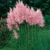 Iarbă de pampas roz
