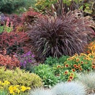 Iarba decorativa Pennisetum Setaceum Rubrum