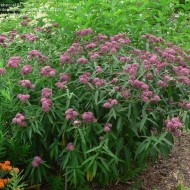 Iarba fluturilor-Asclepias incarnata