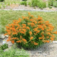 Iarba fluturilor-Asclepias tuberosa