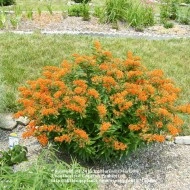 Iarba fluturilor-Asclepias tuberosa - Img 3