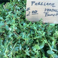 Iarba grasă-Portulaca oleracea