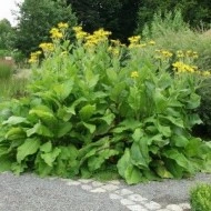 Iarbă mare-Inula helenium - Img 2