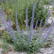 Iarba Sarpelui-Echium vulgare