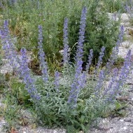 Iarba Sarpelui-Echium vulgare - Img 5