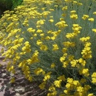 Imortela-Helichrysum italicum - Img 4