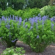 Indigou Salbatic-Baptisia Australis - Img 2
