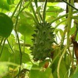 Kiwano - Img 2