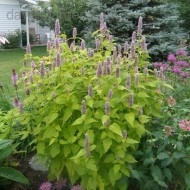 Korean mint-Agastache rugosa Golden Jubilee - Img 2