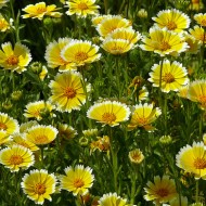 Layia Platyglossa