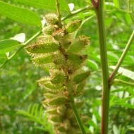 Lemn Dulce-Glycyrrhiza Glabra - Img 7