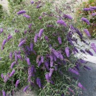 Liliac de vara-Buddleja Davidii Empire Blue