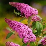Liliac de vara-Buddleja Davidii Pink Delight