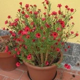 Linum Scarlet Flax-In decorativ rosu - Img 3