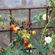 Litchi Tomato-Solanum Sisymbriifolium - Img 8