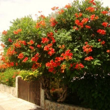 Luleaua Turcului-Campsis Radicans - Img 3