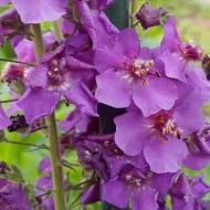 Lumanarica-Verbascum Phoeniceum Purple