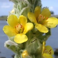 Lumanarica-Verbascum thapsus