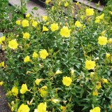 Luminita noptii-Oenothera biennis L