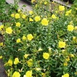 Luminita noptii-Oenothera biennis L - Img 3