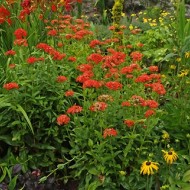 Lychnis chalcedonica red