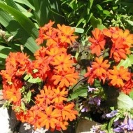 Lychnis x Haageana - Img 2
