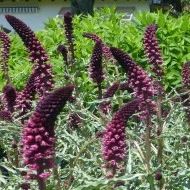 Lysimachia Atropurpurea Beaujolais - Img 1