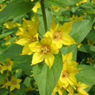 Lysimachia punctata