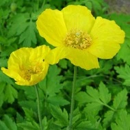 Mac Meconopsis Cambrica Yellow - Img 1