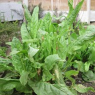 Macris-Rumex acetosa