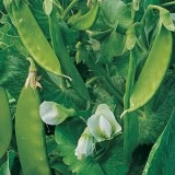 Mazare dulce-Pisum sativum - Img 3