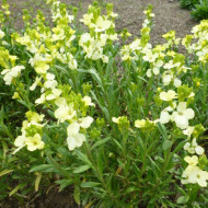Micsuneaua ruginie-Cheiranthus cheiri Ivory White
