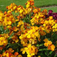 Micsuneaua ruginie-Cheiranthus cheiri Tom Thumb mix
