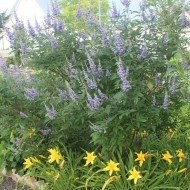 Mielareaua-Vitex agnus castus - Img 7