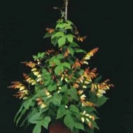 Mina lobata - Img 5