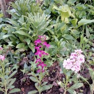 Mixandra-Matthiola incana