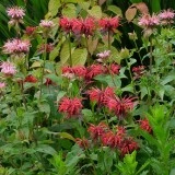 Monarda didyma 'Panorama mix' - Img 4