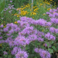 Monarda Fistulosa-Wild Bergamot