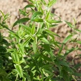 Mountain Mint-Pycnanthemum mix - Img 6
