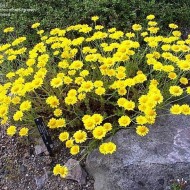 Musetel galben-Anthemis tinctoria