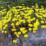 Musetel galben-Anthemis tinctoria - Img 7