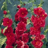 Nalba de gradina Double Red