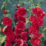 Nalba de gradina Double Red