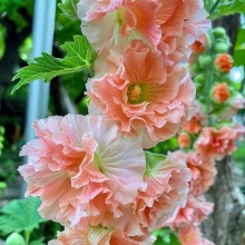 Nalba de gradina Majorette Champagne